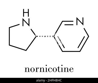 Nornicotine-Alkaloid-Molekül. Im Zusammenhang mit Nikotin und auch bei Nicotiana Pflanzen. Skelettformel. Stock Vektor