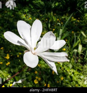 Frühling in London. Magnolia Stellata 'Rosea', weiße Blüte und Knospe an einem Baum Eröffnung Stockfoto