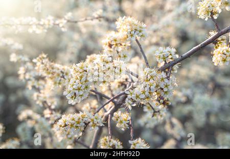 Blühende Bäume im Sonnenlicht und Blendung. Frühlingsblumen. Selektiver Fokus. Stockfoto
