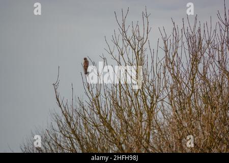 Wilder, erwachsener Turmfalken (Falco tinnunculus), Greifvögel, der von einem hohen Baumwipfel herabblickt Stockfoto