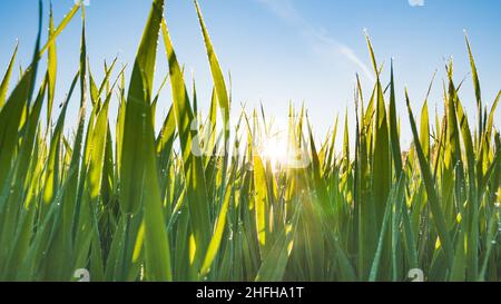 Junges grünes Gras mit Tautropfen und Spinnweben in den Sonnenstrahlen im Sommer bei Sonnenaufgang gegen den blauen Himmel Stockfoto