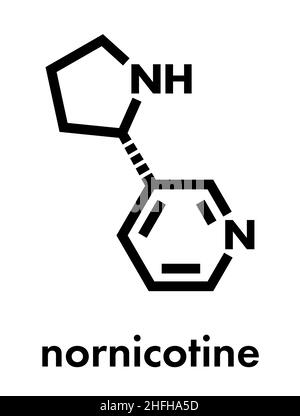 Nornicotine-Alkaloid-Molekül. Im Zusammenhang mit Nikotin und auch bei Nicotiana Pflanzen. Skelettformel. Stock Vektor