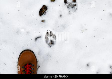 Große Fußabdruck von großen wilden Puma in den schneebedeckten Pfad Stockfoto