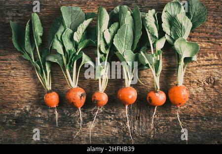 Frisch gepflückte rote Radieschen ökologischer Landbau Stockfoto