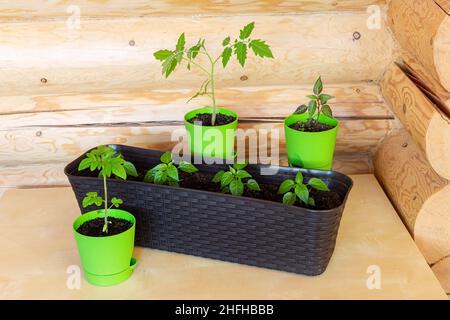 Paprika- und Tomatenpflanzen in Kunststofftöpfen auf Holzhintergrund. Frühjahrspflanzung. Hobby, Hausgarten, Anbau von Bio-Gemüse zu Hause Stockfoto