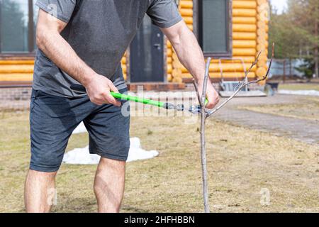 Ein starker junger Mann schneidet die Zweige eines Obstbaums mit einem Baumschnitt vor dem Hintergrund eines Blockhauses. Frühjahrsgärtnerei, Apfel- und Birnenbaumpflege Stockfoto