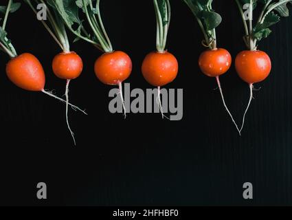 Frisch gepflückte rote Radieschen ökologischer Landbau Stockfoto