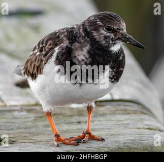 Turnstone (Arenaria interpres) an der Hafenmauer in Amble, Northumberland, Großbritannien Stockfoto