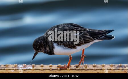 Turnstone (Arenaria interpres) an der Hafenmauer in Amble, Northumberland, Großbritannien Stockfoto