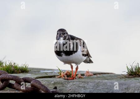 Turnstone (Arenaria interpres) an der Hafenmauer in Amble, Northumberland, Großbritannien Stockfoto