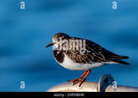 Turnstone (Arenaria interpres) an der Hafenmauer in Amble, Northumberland, Großbritannien Stockfoto