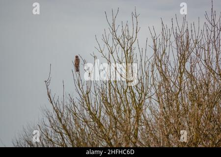 Wilder, erwachsener Turmfalken (Falco tinnunculus), Greifvögel, der von einem hohen Baumwipfel herabblickt Stockfoto