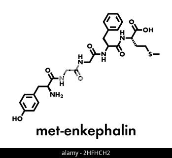 Met-enkephalin endogene Opioide Peptid Molekül. Skelettmuskulatur Formel. Stock Vektor