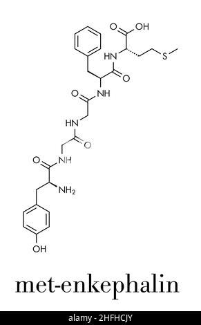 Met-enkephalin endogene Opioide Peptid Molekül. Skelettmuskulatur Formel. Stock Vektor