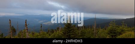 Sich verändernde Umwelt am Clingmans Dome im Great Smoky Mountains National Park Stockfoto