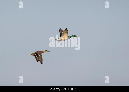 Mallard (Anas platyrhynchos), ein Paar für Erwachsene, das fliegt Stockfoto