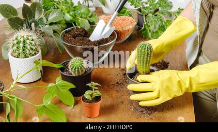 Frau Gärtnerin Hände in gelben Handschuhen Pflanzen Kaktus in neue Blumentopf mit fruchtbarem Boden auf Holztisch. Indoor-Pflanz- und Gartenkonzept. DIY Stockfoto