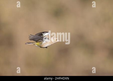 Gewöhnlicher Chaffinch (Fringilla-Koelebs), Erwachsene weibliche Flugende Stockfoto