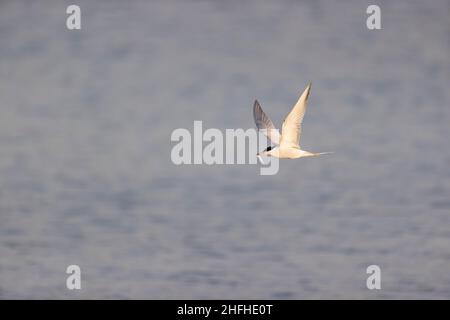 Seeschwalbe (Sterna hirundo) Sommergefieder Erwachsener, der mit Fischen im Schnabel fliegt Stockfoto