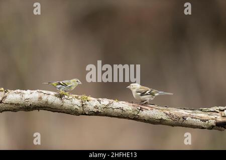 Eurasischer Siskin (Carduelis spinus), erwachsenes Weibchen und gewöhnlicher Buchfink (Fringilla coelebs), erwachsenes Weibchen, das auf dem Ast thront Stockfoto