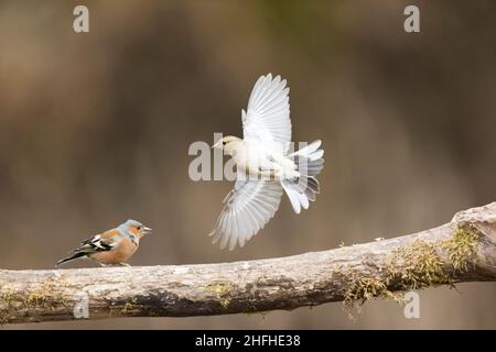 Gewöhnlicher Buchfink (Fringilla coelebs), erwachsenes Paar, Männchen sitzt auf dem Ast, Weibchen fliegt davon Stockfoto