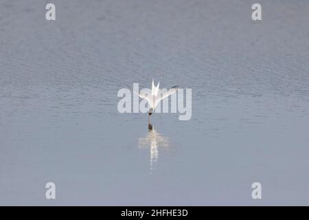 Gemeine Seeschwalbe (Sterna hirundo) Sommergefieder Erwachsene fliegen, Tauchen nach Fischen Stockfoto