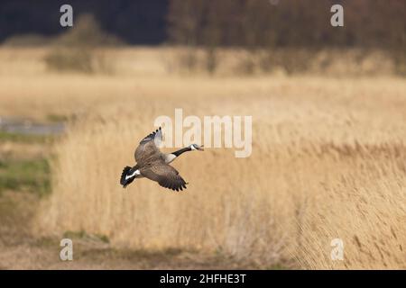 Kanadagans (Branta canadensis), Erwachsener, der über dem Rückbett im Flug ruft Stockfoto