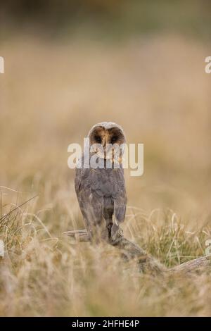 Scheune Eule (Tyto alba) melanistische Phase Erwachsene im Grasland thront Stockfoto