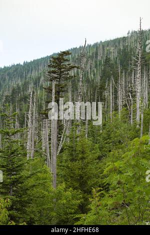 Sich verändernde Umwelt am Clingmans Dome im Great Smoky Mountains National Park Stockfoto