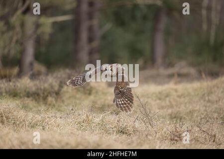 Waldkauz (Strix aluco), Erwachsener, der auf Waldlichtung fliegt Stockfoto