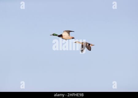 Mallard (Anas platyrhynchos), ein Paar für Erwachsene, das fliegt Stockfoto