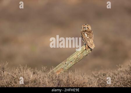 Waldkauz (Strix aluco) Erwachsener, der auf einem Stumpf in Heide thront Stockfoto