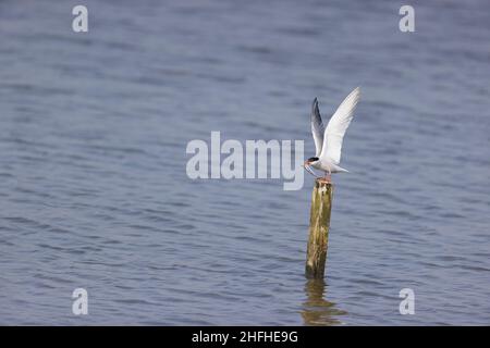 Gemeine Seeschwalbe (Sterna hirundo) im Sommer gewachsener Gefieder, der mit offenen Flügeln mit Fischen im Schnabel thront Stockfoto