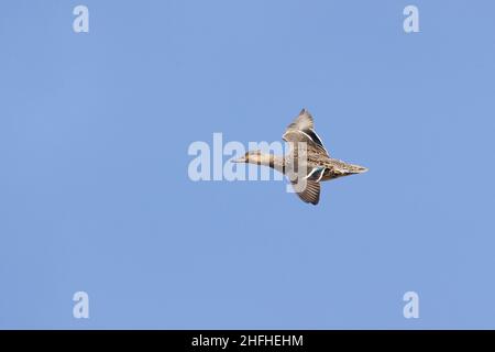 Weibliche, Erwachsene (Anas crecca) fliegende, gewöhnliche Teeleine Stockfoto