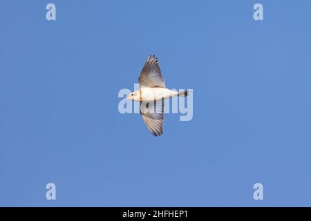 Schneehammer Plectrophenax nivalis, Wintergefieder im Erwachsenenflug, Suffolk, England, Januar Stockfoto