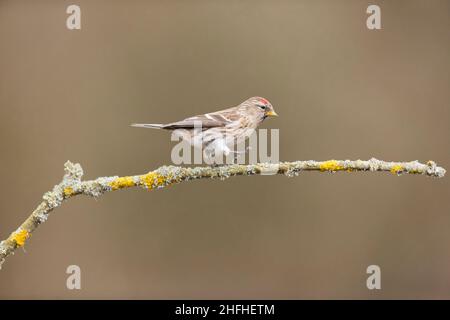 Kleine Rotkellchen (Carduelis Cabaret) Erwachsene weibliche zu Fuß auf Flechten bedeckt Zweig Stockfoto