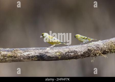 Europäischer Grünfink (Carduelis chloris) erwachsener Mann und eurasischer Siskin (Carduelis spinus) erwachsener Mann, der auf einem Ast thront Stockfoto