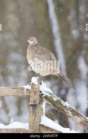 Gewöhnlicher Fasane (Phasianus colchicus) erwachsenes Weibchen, das auf einem Zaun im Schnee thront Stockfoto