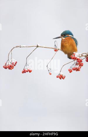 Gewöhnlicher Eisvögel (Alcedo atthis), erwachsenes Männchen, das auf einer schneebedeckten Holunderrose (Viburnum opulus) mit Beeren thront Stockfoto