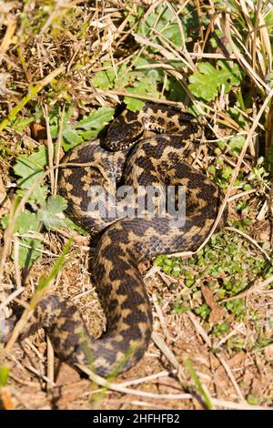 Europäische Adder (Vipera berus) adulter Mann, der sich sonnt Stockfoto