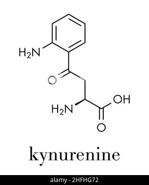 Kynurenin-Tryptophan-Metaboliten-Molekül. Skelettformel. Stock Vektor