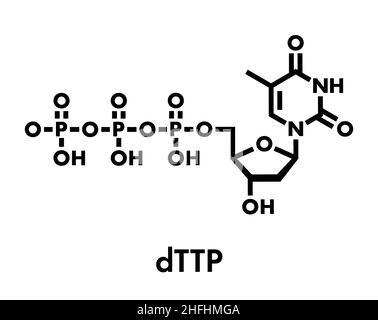 Thymidin-analoga-triphosphat (TTP) Nucleotide Molekül. DNA-Baustein. Skelettmuskulatur Formel. Stock Vektor