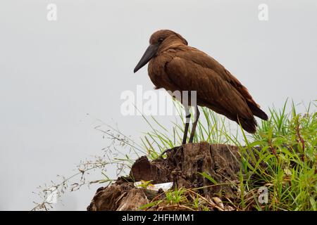 Hamerkop - Scopus umbretta mittelgroßer brauner Watvögel. Es ist die einzige lebende Art in der Gattung Scopus und der Familie Scopidae, Brauner Vogel als nächstes Stockfoto