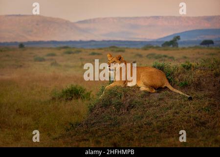 Löwe - Panthera löwe König der Tiere. Lion - die größte afrikanische Katze, verletzte Löwin, die in Masai Mara National im Busch mit offenem Kiefer lag Stockfoto