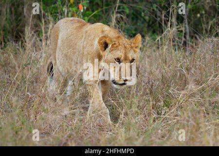 Löwe - Panthera löwe König der Tiere. Lion - die größte afrikanische Katze, zwei (Paar) Löwenkätzchen spielen im Busch im Masai Mara National Park in Kenia Stockfoto