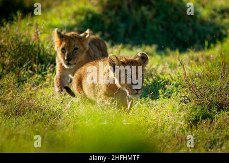 Löwe - Panthera löwe König der Tiere. Lion - die größte afrikanische Katze, zwei (Paar) Löwenkätzchen spielen im Busch im Masai Mara National Park in Kenia Stockfoto