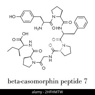 Beta-casomorphin Peptid 7 Molekül. Aufschlüsselung Produkt von Kasein, die eine Rolle in der menschlichen Krankheiten spielen können. Skelettmuskulatur Formel. Stock Vektor