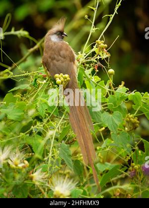 Gesprenkelte Mausvögel - Colius striatus größte Art von Mausvögel, die häufigste, in den meisten der Mittel-, Ost-und südlichen Afrika gefunden, LON Stockfoto