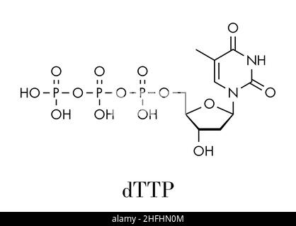 Thymidin-analoga-triphosphat (TTP) Nucleotide Molekül. DNA-Baustein. Skelettmuskulatur Formel. Stock Vektor