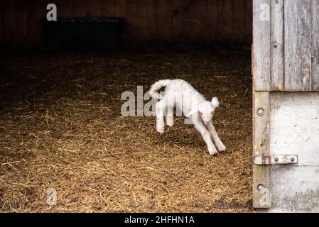 Ein junges weißes Lamm, das fröhlich in seinem Schuppen herumspringt Stockfoto